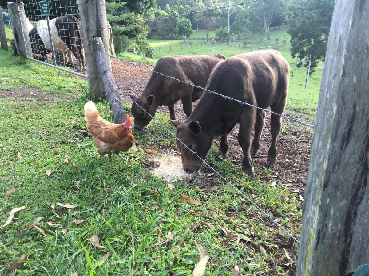 The Croft Bed And Breakfast Murwillumbah Exteriör bild