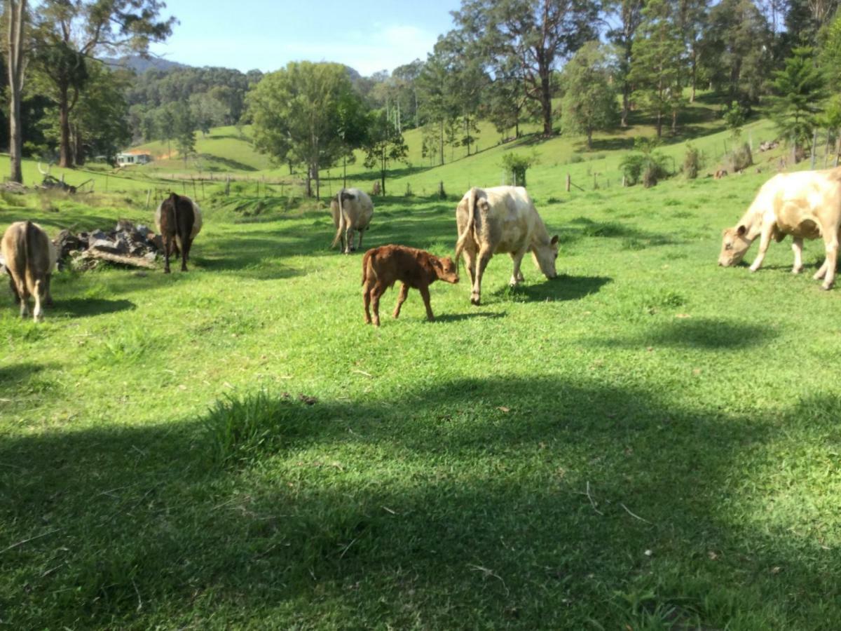 The Croft Bed And Breakfast Murwillumbah Exteriör bild